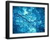 Leaves at a Tree-Alaya Gadeh-Framed Photographic Print