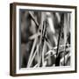 Leaves BW 01-Tom Quartermaine-Framed Giclee Print