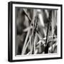 Leaves BW 01-Tom Quartermaine-Framed Giclee Print