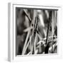 Leaves BW 01-Tom Quartermaine-Framed Giclee Print