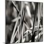 Leaves BW 01-Tom Quartermaine-Mounted Giclee Print