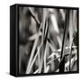 Leaves BW 01-Tom Quartermaine-Framed Stretched Canvas