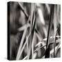 Leaves BW 01-Tom Quartermaine-Stretched Canvas