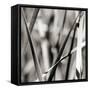 Leaves BW 02-Tom Quartermaine-Framed Stretched Canvas
