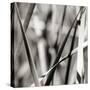 Leaves BW 02-Tom Quartermaine-Stretched Canvas