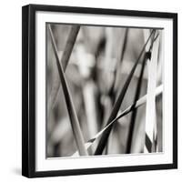 Leaves BW 02-Tom Quartermaine-Framed Giclee Print