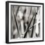 Leaves BW 02-Tom Quartermaine-Framed Giclee Print