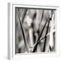 Leaves BW 02-Tom Quartermaine-Framed Giclee Print