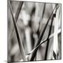 Leaves BW 02-Tom Quartermaine-Mounted Giclee Print