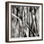 Leaves BW 03-Tom Quartermaine-Framed Giclee Print