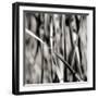 Leaves BW 03-Tom Quartermaine-Framed Giclee Print