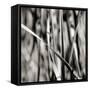 Leaves BW 03-Tom Quartermaine-Framed Stretched Canvas