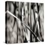 Leaves BW 03-Tom Quartermaine-Stretched Canvas