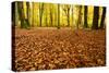 Leaves Carpet in Nearly Natural Mixed Deciduous Forest with Old Oaks and Beeches, Autumn-Andreas Vitting-Stretched Canvas