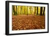 Leaves Carpet in Nearly Natural Mixed Deciduous Forest with Old Oaks and Beeches, Autumn-Andreas Vitting-Framed Photographic Print