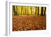 Leaves Carpet in Nearly Natural Mixed Deciduous Forest with Old Oaks and Beeches, Autumn-Andreas Vitting-Framed Photographic Print