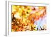 Leaves Changing Color in Autumn Forest-STILLFX-Framed Photographic Print