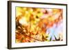 Leaves Changing Color in Autumn Forest-STILLFX-Framed Photographic Print