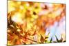 Leaves Changing Color in Autumn Forest-STILLFX-Mounted Photographic Print