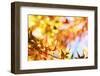 Leaves Changing Color in Autumn Forest-STILLFX-Framed Photographic Print