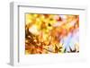 Leaves Changing Color in Autumn Forest-STILLFX-Framed Photographic Print