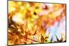 Leaves Changing Color in Autumn Forest-STILLFX-Mounted Photographic Print