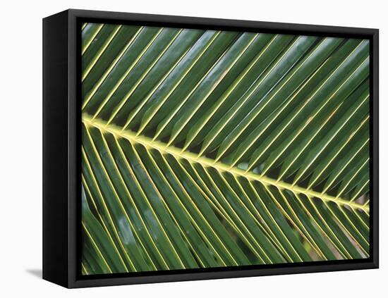 Leaves Close up of Palm leaves-David Hosking-Framed Stretched Canvas