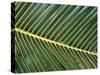 Leaves Close up of Palm leaves-David Hosking-Stretched Canvas