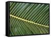 Leaves Close up of Palm leaves-David Hosking-Framed Stretched Canvas