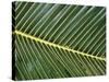 Leaves Close up of Palm leaves-David Hosking-Stretched Canvas