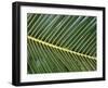Leaves Close up of Palm leaves-David Hosking-Framed Photographic Print