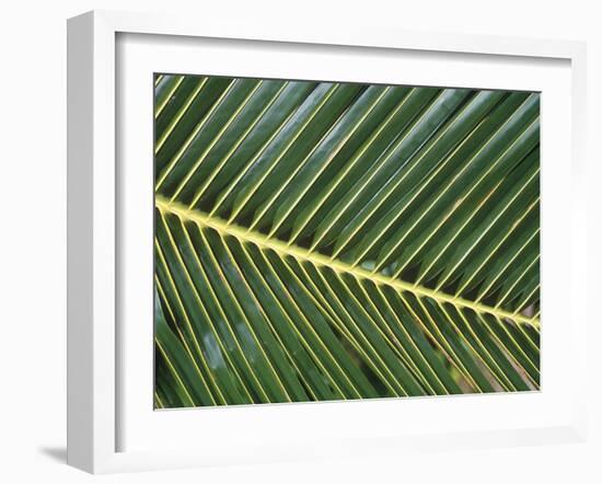 Leaves Close up of Palm leaves-David Hosking-Framed Photographic Print