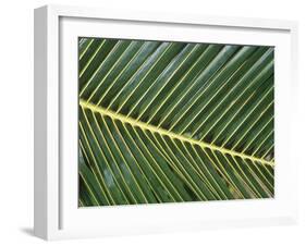 Leaves Close up of Palm leaves-David Hosking-Framed Photographic Print