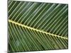Leaves Close up of Palm leaves-David Hosking-Mounted Photographic Print