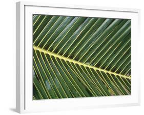 Leaves Close up of Palm leaves-David Hosking-Framed Photographic Print