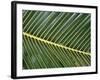 Leaves Close up of Palm leaves-David Hosking-Framed Photographic Print