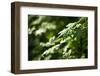 Leaves Collect Rain During a Shower in the Cascades-Ben Herndon-Framed Photographic Print