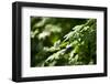 Leaves Collect Rain During a Shower in the Cascades-Ben Herndon-Framed Photographic Print