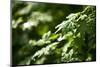 Leaves Collect Rain During a Shower in the Cascades-Ben Herndon-Mounted Photographic Print