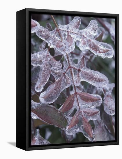 Leaves Encased in Ice-Adam Jones-Framed Stretched Canvas