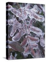 Leaves Encased in Ice-Adam Jones-Stretched Canvas