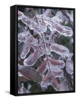 Leaves Encased in Ice-Adam Jones-Framed Stretched Canvas