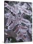Leaves Encased in Ice-Adam Jones-Stretched Canvas