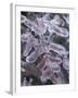 Leaves Encased in Ice-Adam Jones-Framed Premium Photographic Print