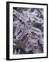 Leaves Encased in Ice-Adam Jones-Framed Premium Photographic Print