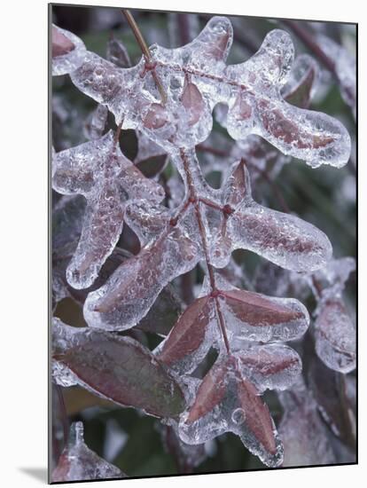 Leaves Encased in Ice-Adam Jones-Mounted Premium Photographic Print