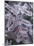 Leaves Encased in Ice-Adam Jones-Mounted Photographic Print