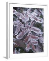 Leaves Encased in Ice-Adam Jones-Framed Photographic Print