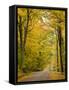 Leaves Fall from Sugar Maple Trees Lining a Dirt Road in Cabot, Vermont, Usa-Jerry & Marcy Monkman-Framed Stretched Canvas