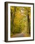 Leaves Fall from Sugar Maple Trees Lining a Dirt Road in Cabot, Vermont, Usa-Jerry & Marcy Monkman-Framed Photographic Print